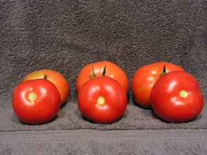 Picked tomatoes.jpg