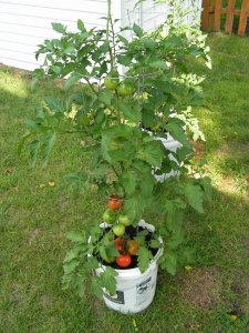 Tomato plant.jpg