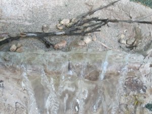 IMG_2278.jpg