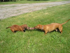 tug of war.jpg