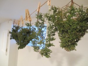 Scenic Trees 002.jpg
