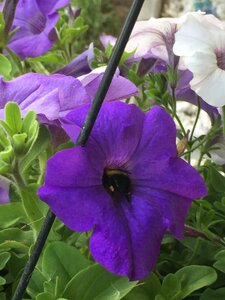 IMG_1223.JPG