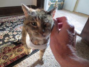 pets 003.jpg