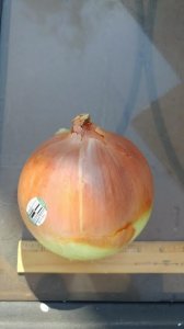 onion.jpg
