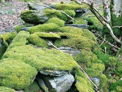 moss-drystone-wall-woodland-wall.jpg