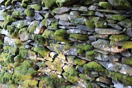 mossy_wall.jpg