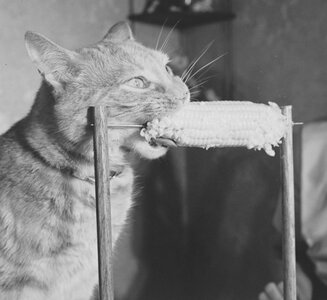 cat.jpeg