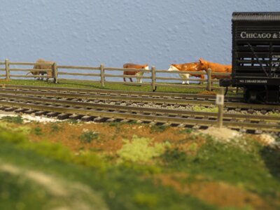 cows 1 r.JPG