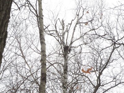 Hawk nest photo r.JPG