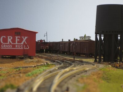 Crex r.JPG