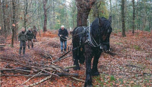 paarden Pijnenburg BC20221223.JPG