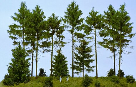 gossip in the forrest.jpg
