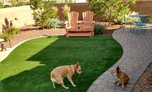 back yard.jpg