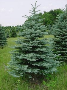 PINETREE- Colorado Blue Spruce.jpg