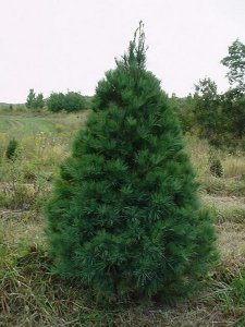 PINETREE easter white pine.jpg