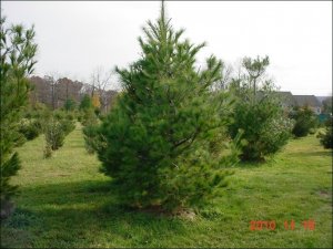 white-pine-b.jpg