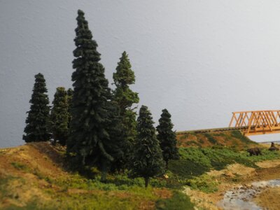trees 2.JPG