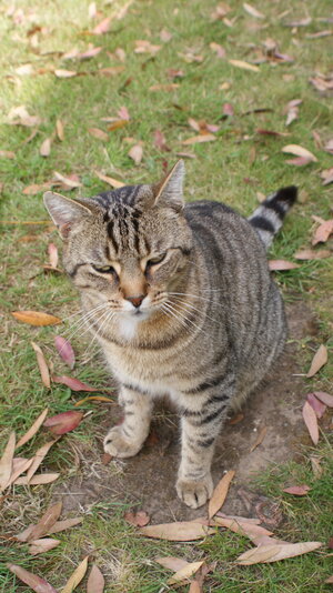 2009 0701 tiger portrait.jpeg