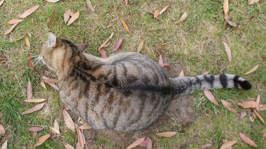 2009 0701 tiger back.jpeg