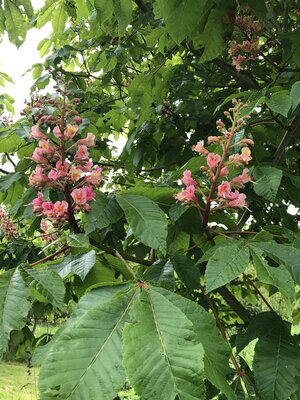 IMG_0984.jpeg
