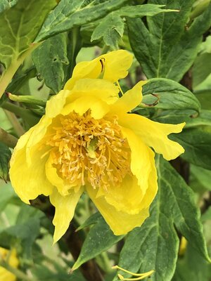 IMG_0925.jpeg