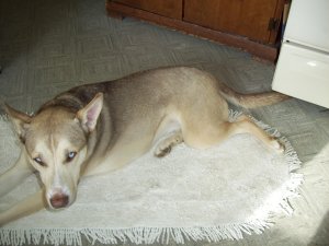 Dog #1.jpg