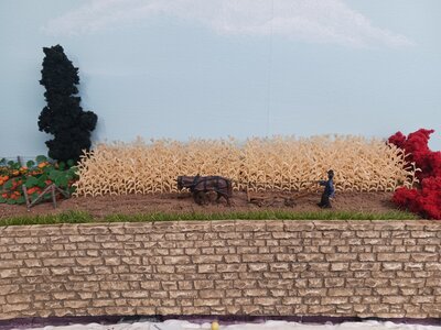 Amish farm cornfield & plowing.jpg
