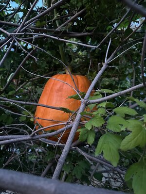 IMG_3547.jpeg IMG_3547.jpeg