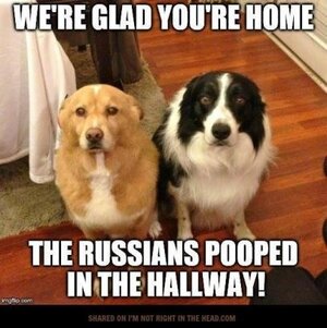 Two Guilty Dogs.jpg
