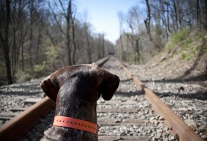 bailey-on-the-tracks.jpg