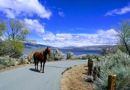 Wild Nevada Horses (3).jpeg