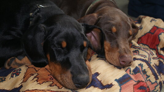 2009 1120 kara and herja sleeping.jpeg