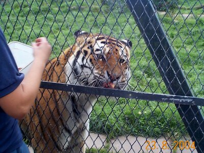 BlackpoolHoliday2004 tiger3.jpeg