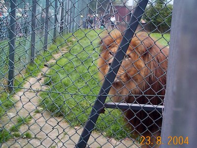 BlackpoolHoliday2004 lion just before he peed on the crowd;-).jpeg