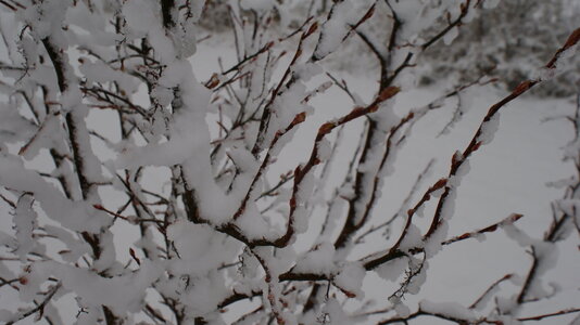 2009 0205 iced snow on branches.jpeg