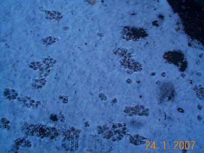 2007 2301 Trampus medium and small dogfox tracks in original soinney with snow (2).jpeg