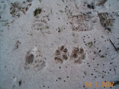 2007 0124 jan Trampus and medium dogfox tracks with snow (2).jpeg