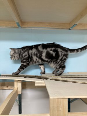 cat_001.jpg