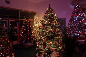 Christmas Forest 2017 Main Tree.jpg