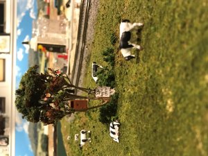COW2.jpg