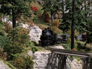 44 through the trees.jpg