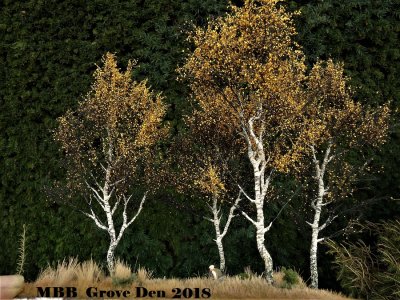GIM BirkenKlform mbbgroveden2018.jpg