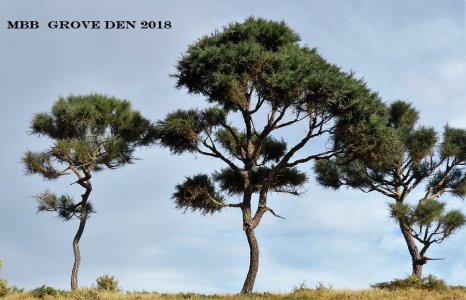 pijnbomen ROBIN 5jan2018aKlform mbbgroveden.jpg