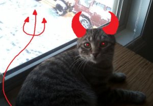 devil cat.jpg