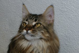 MAINE-COON.jpg