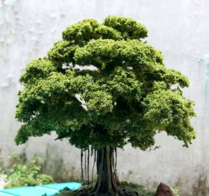 ficus.jpg