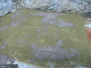 IMG_5982.JPG
