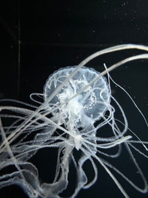 IMG_9327.jpeg