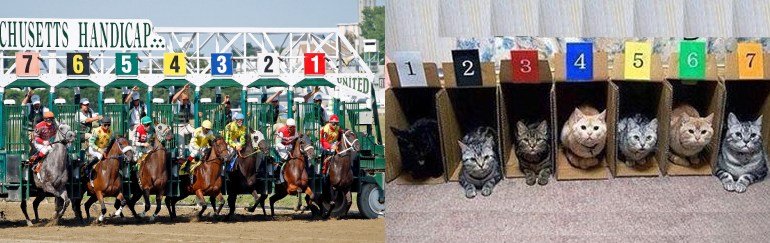 horses_cats_9.jpg
