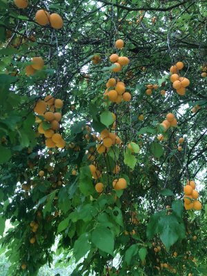 IMG_6167.jpeg
